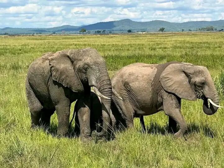 Elephants