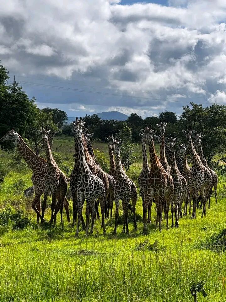 Mikumi Giraffes