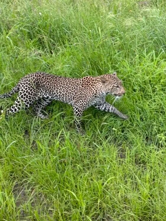 Leopard in motion