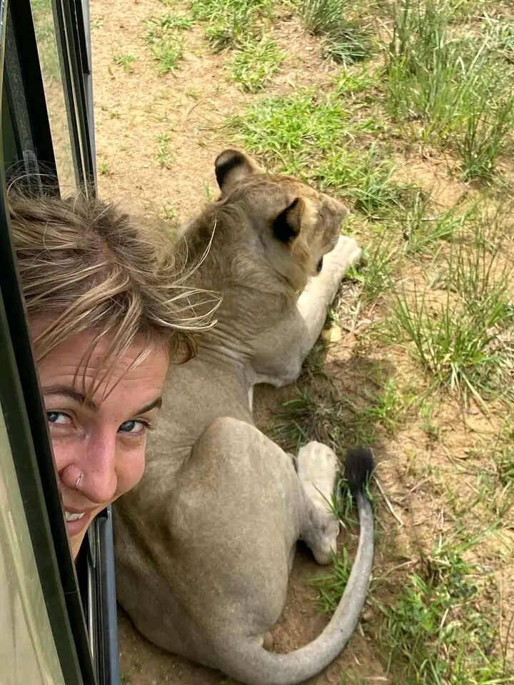 Lion encounter